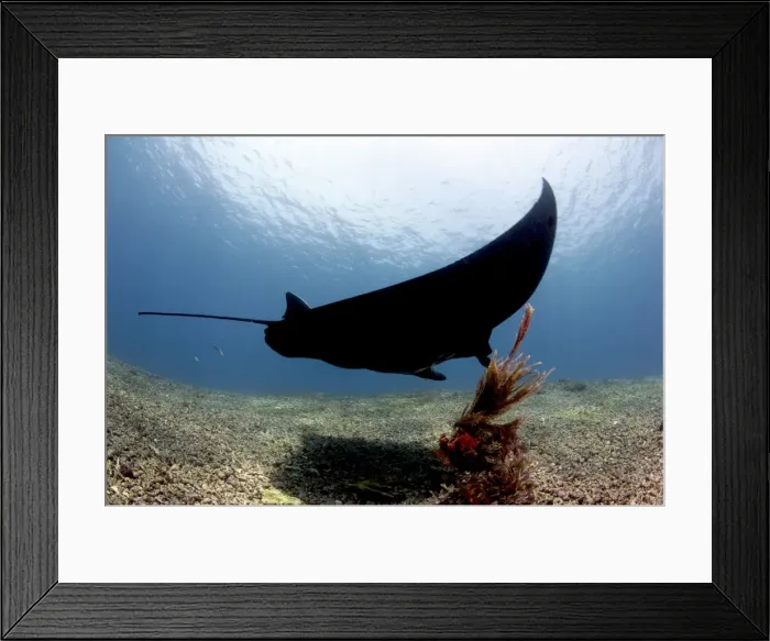 Framed Print : Manta ray over rubble reef, Komodo, Indonesia, Southeast Asia, Asia Framed Print : Manta ray over rubble reef, Komodo, Indonesia, Southeast Asia, Asia