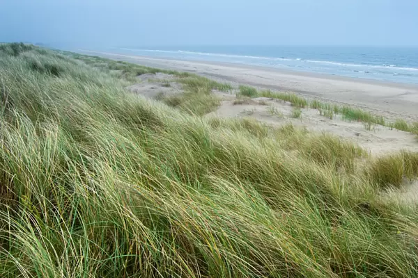 Curracloe beach, County Wexford, Leinster, Republic of Ireland (Eire), Europe