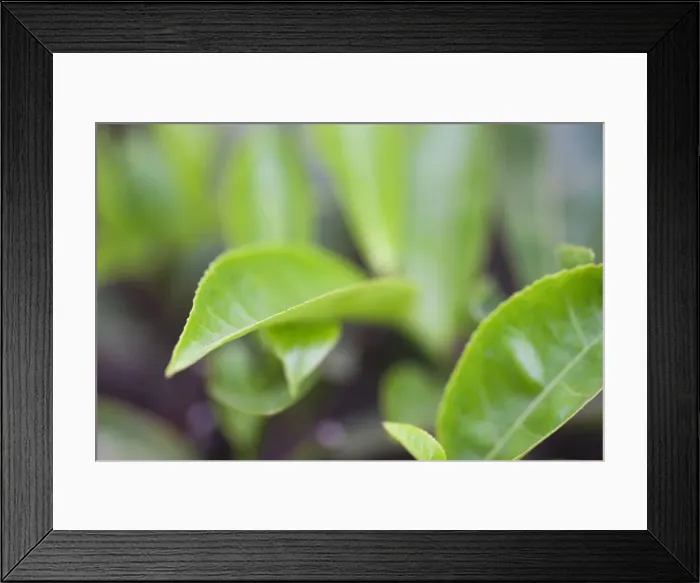 Framed Print : Tea leaves in a tea plantation in the mountains of Munnar, Kerala, India, Asia Framed Print : Tea leaves in a tea plantation in the mountains of Munnar, Kerala, India, Asia