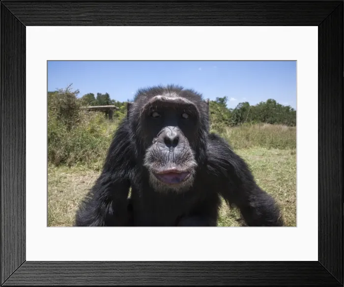 Framed Print : Orphaned or abused chimpanzees (Pan troglodytes) from West and Central Africa at the Sweetwaters Chimpanzee Sanctuary, Ol Pejeta Conservancy, Laikipia, Kenya, East Africa, Africa Framed Print : Orphaned or abused chimpanzees (Pan troglodytes) from West and Central Africa at the Sweetwaters Chimpanzee Sanctuary, Ol Pejeta Conservancy, Laikipia, Kenya, East Africa, Africa