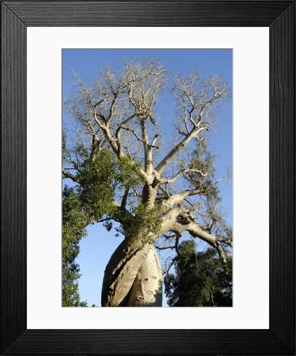 Framed Print : Spiral trunk of baobab tree, between Morondava and Belon i Tsiribihina, Madagascar, Africa Framed Print : Spiral trunk of baobab tree, between Morondava and Belon i Tsiribihina, Madagascar, Africa