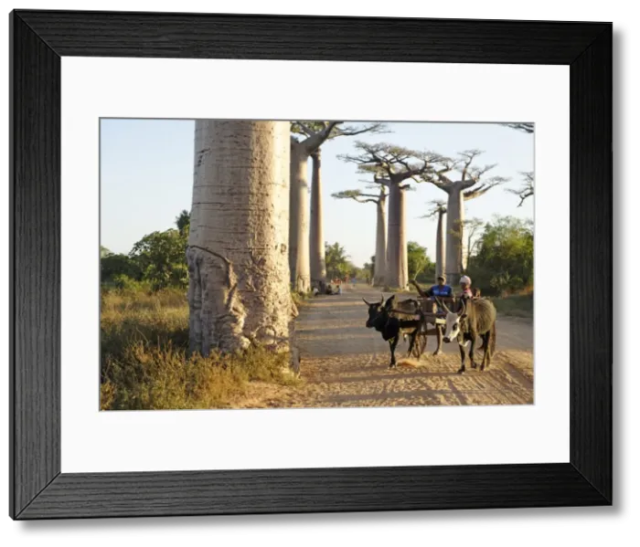 Framed Print : The Alley of the Baobabs (Avenue de Baobabs), a prominent group of baobab trees lining the dirt road between Morondava and Belon i Tsiribihina, Madagascar, Africa Framed Print : The Alley of the Baobabs (Avenue de Baobabs), a prominent group of baobab trees lining the dirt road between Morondava and Belon i Tsiribihina, Madagascar, Africa