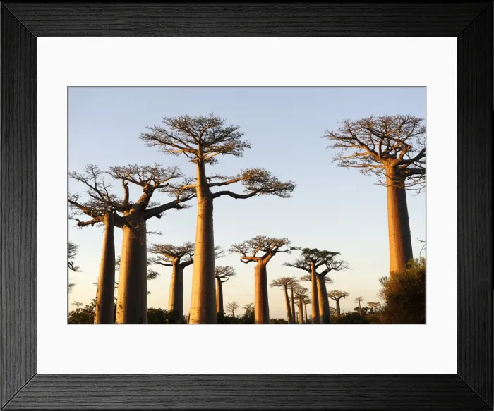 Framed Print : The Alley of the Baobabs (Avenue de Baobabs), a prominent group of baobab trees lining the dirt road between Morondava and Belon i Tsiribihina, Madagascar, Africa Framed Print : The Alley of the Baobabs (Avenue de Baobabs), a prominent group of baobab trees lining the dirt road between Morondava and Belon i Tsiribihina, Madagascar, Africa