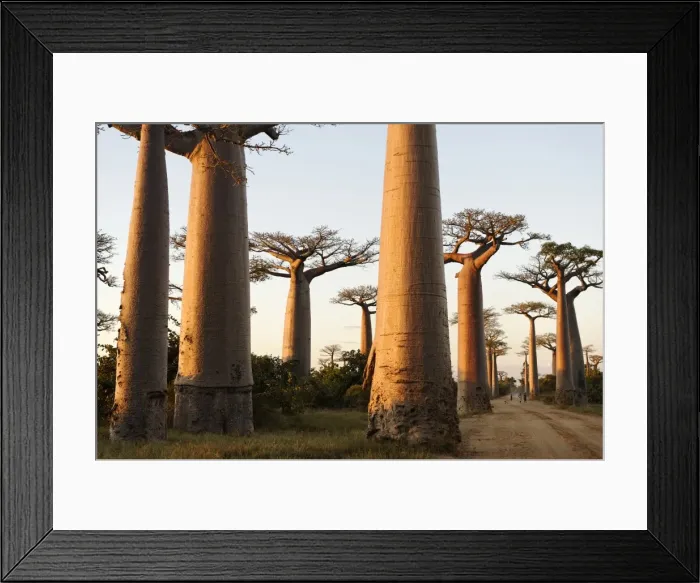 Framed Print : The Alley of the Baobabs (Avenue de Baobabs), a prominent group of baobab trees lining the dirt road between Morondava and Belon i Tsiribihina, Madagascar, Africa Framed Print : The Alley of the Baobabs (Avenue de Baobabs), a prominent group of baobab trees lining the dirt road between Morondava and Belon i Tsiribihina, Madagascar, Africa