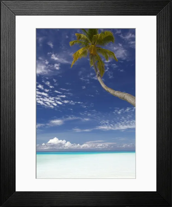 Framed Print : Palm tree overhanging beach, Maldives, Indian Ocean, Asia Framed Print : Palm tree overhanging beach, Maldives, Indian Ocean, Asia