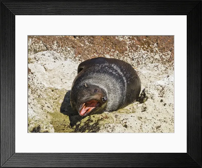 Framed Print : Guadalupe fur seal (Arctocephalus townsendi), Isla San Pedro Martir, Gulf of California (Sea of Cortez), Baja California, Mexico, North America Framed Print : Guadalupe fur seal (Arctocephalus townsendi), Isla San Pedro Martir, Gulf of California (Sea of Cortez), Baja California, Mexico, North America