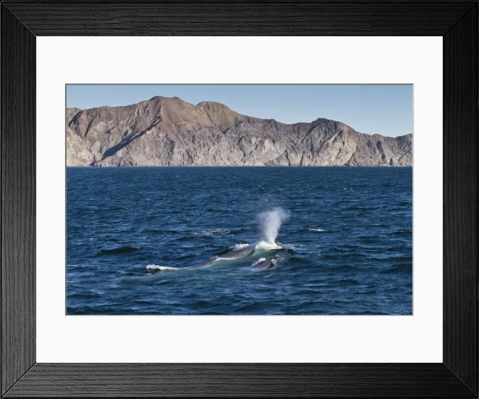 Framed Print : Blue whale cow (Balaenoptera musculus) and calf, southern Gulf of California (Sea of Cortez), Baja California Sur, Mexico, North America Framed Print : Blue whale cow (Balaenoptera musculus) and calf, southern Gulf of California (Sea of Cortez), Baja California Sur, Mexico, North America