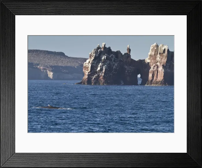Framed Print : Adult fin whale (Balaenoptera physalus), Los Islotes, Gulf of California (Sea of Cortez), Baja California Sur, Mexico, North America Framed Print : Adult fin whale (Balaenoptera physalus), Los Islotes, Gulf of California (Sea of Cortez), Baja California Sur, Mexico, North America