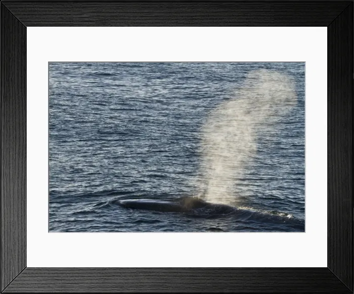 Framed Print : Adult blue whale (Balaenoptera musculus), southern Gulf of California (Sea of Cortez), Baja California Sur, Mexico, North America Framed Print : Adult blue whale (Balaenoptera musculus), southern Gulf of California (Sea of Cortez), Baja California Sur, Mexico, North America