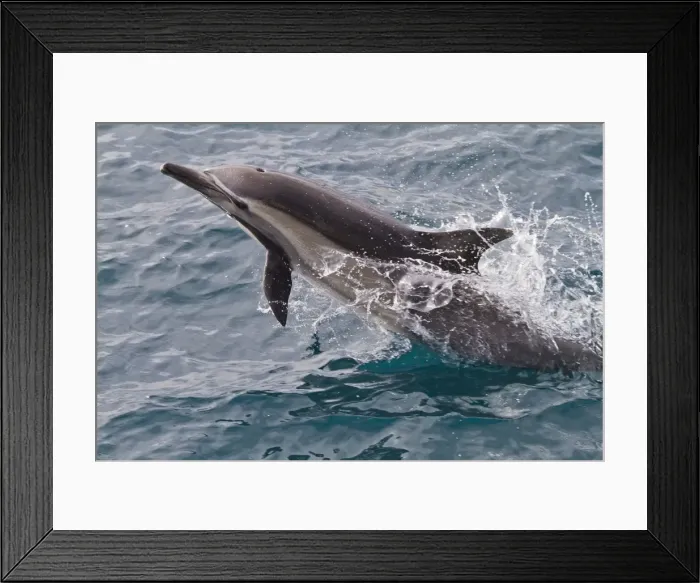 Framed Print : Long-beaked common dolphin (Delphinus capensis), Isla San Esteban, Gulf of California (Sea of Cortez), Baja California, Mexico, North America Framed Print : Long-beaked common dolphin (Delphinus capensis), Isla San Esteban, Gulf of California (Sea of Cortez), Baja California, Mexico, North America