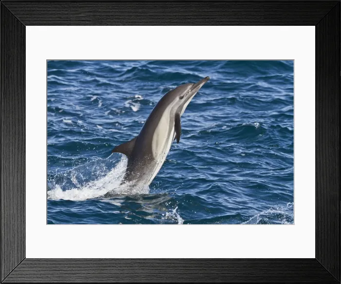 Framed Print : Long-beaked common dolphin (Delphinus capensis), Isla San Esteban, Gulf of California (Sea of Cortez), Baja California, Mexico, North America Framed Print : Long-beaked common dolphin (Delphinus capensis), Isla San Esteban, Gulf of California (Sea of Cortez), Baja California, Mexico, North America