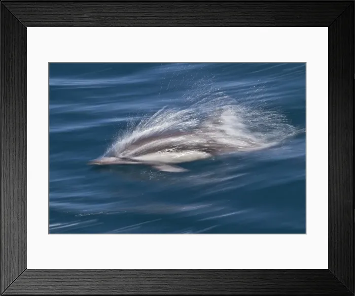Framed Print : Long-beaked common dolphin (Delphinus capensis), Isla San Esteban, Gulf of California (Sea of Cortez), Baja California, Mexico, North America Framed Print : Long-beaked common dolphin (Delphinus capensis), Isla San Esteban, Gulf of California (Sea of Cortez), Baja California, Mexico, North America