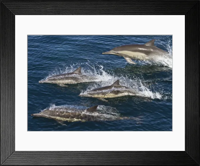 Framed Print : Long-beaked common dolphins (Delphinus capensis), Isla San Esteban, Gulf of California (Sea of Cortez), Baja California, Mexico, North America Framed Print : Long-beaked common dolphins (Delphinus capensis), Isla San Esteban, Gulf of California (Sea of Cortez), Baja California, Mexico, North America