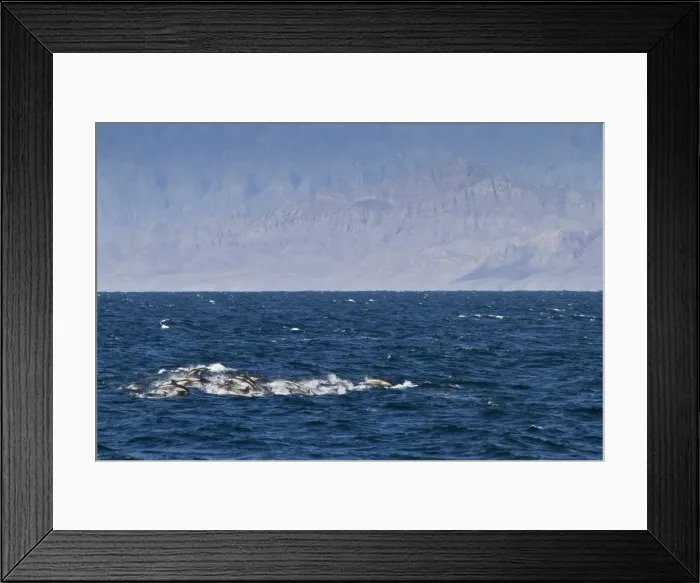 Framed Print : Long-beaked common dolphins (Delphinus capensis), Isla San Esteban, Gulf of California (Sea of Cortez), Baja California, Mexico, North America Framed Print : Long-beaked common dolphins (Delphinus capensis), Isla San Esteban, Gulf of California (Sea of Cortez), Baja California, Mexico, North America