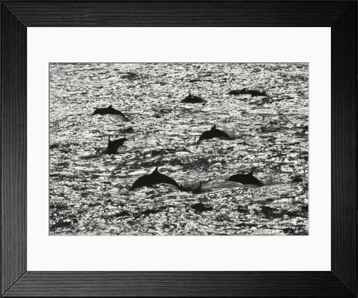 Framed Print : Long-beaked common dolphins (Delphinus capensis), Isla San Esteban, Gulf of California (Sea of Cortez), Baja California, Mexico, North America Framed Print : Long-beaked common dolphins (Delphinus capensis), Isla San Esteban, Gulf of California (Sea of Cortez), Baja California, Mexico, North America