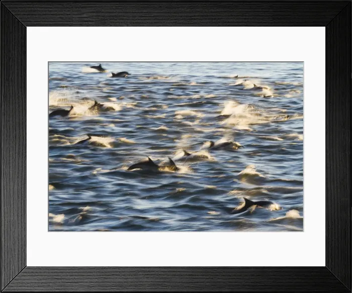 Framed Print : Long-beaked common dolphin (Delphinus capensis), Isla San Esteban, Gulf of California (Sea of Cortez), Baja California, Mexico, North America Framed Print : Long-beaked common dolphin (Delphinus capensis), Isla San Esteban, Gulf of California (Sea of Cortez), Baja California, Mexico, North America