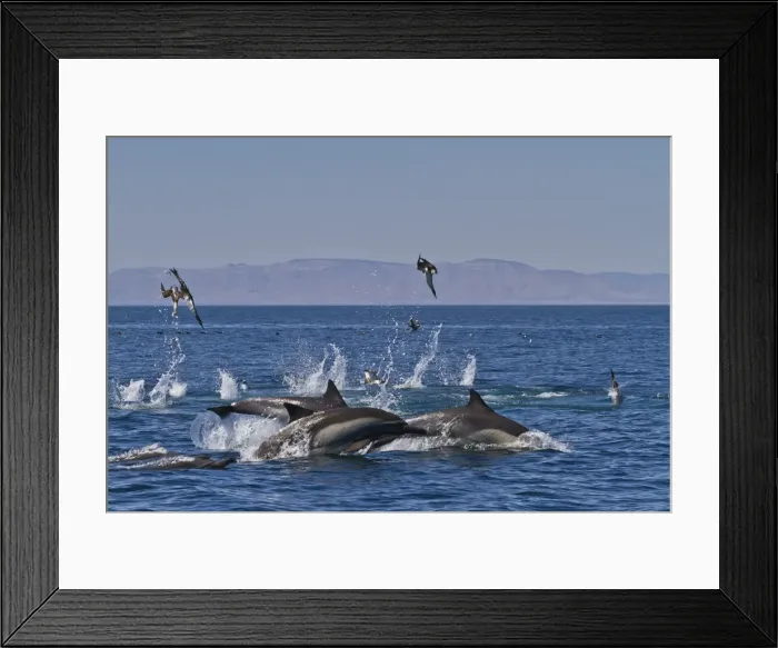 Framed Print : Long-beaked common dolphins (Delphinus capensis) feeding on a bait ball with gulls and boobies, Gulf of California (Sea of Cortez), Baja California, Mexico, North America Framed Print : Long-beaked common dolphins (Delphinus capensis) feeding on a bait ball with gulls and boobies, Gulf of California (Sea of Cortez), Baja California, Mexico, North America