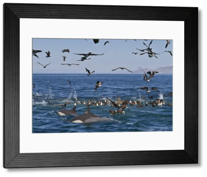 Framed Print : Long-beaked common dolphins (Delphinus capensis) feeding on a bait ball with gulls and boobies, Gulf of California (Sea of Cortez), Baja California, Mexico, North America Framed Print : Long-beaked common dolphins (Delphinus capensis) feeding on a bait ball with gulls and boobies, Gulf of California (Sea of Cortez), Baja California, Mexico, North America