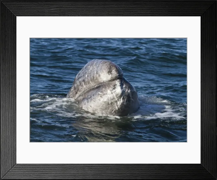 Framed Print : California gray whale (Eschrichtius robustus) calf, San Ignacio Lagoon, Baja California Sur, Mexico, North America Framed Print : California gray whale (Eschrichtius robustus) calf, San Ignacio Lagoon, Baja California Sur, Mexico, North America