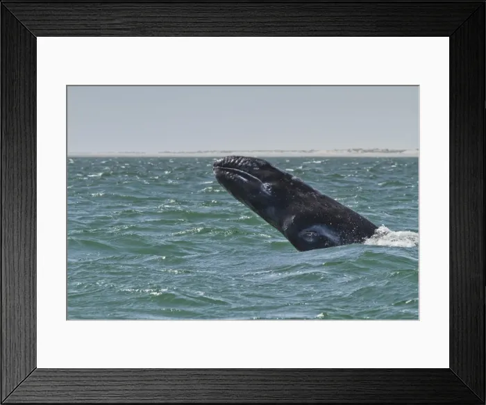 Framed Print : California gray whale (Eschrichtius robustus) calf breaching, San Ignacio Lagoon, Baja California Sur, Mexico, North America Framed Print : California gray whale (Eschrichtius robustus) calf breaching, San Ignacio Lagoon, Baja California Sur, Mexico, North America