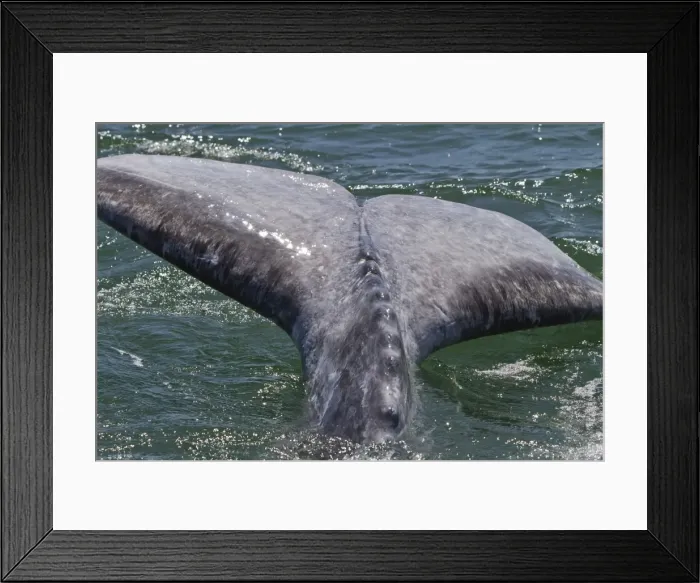 Framed Print : California gray whale (Eschrichtius robustus) calf tail, San Ignacio Lagoon, Baja California Sur, Mexico, North America Framed Print : California gray whale (Eschrichtius robustus) calf tail, San Ignacio Lagoon, Baja California Sur, Mexico, North America