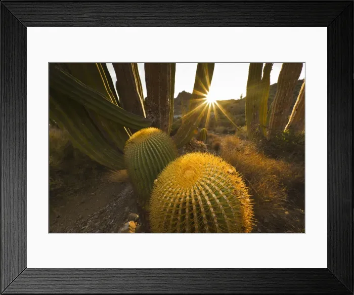 Framed Print : Endemic giant barrel cactus (Ferocactus diguetii), Isla Santa Catalina, Gulf of California (Sea of Cortez), Baja California Sur, Mexico, North America Framed Print : Endemic giant barrel cactus (Ferocactus diguetii), Isla Santa Catalina, Gulf of California (Sea of Cortez), Baja California Sur, Mexico, North America