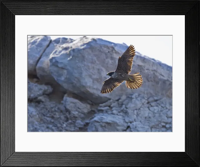 Framed Print : Adult peregrine falcon (Falco peregrinus), Isla Rasa, Gulf of California (Sea of Cortez), Baja California, Mexico, North America Framed Print : Adult peregrine falcon (Falco peregrinus), Isla Rasa, Gulf of California (Sea of Cortez), Baja California, Mexico, North America