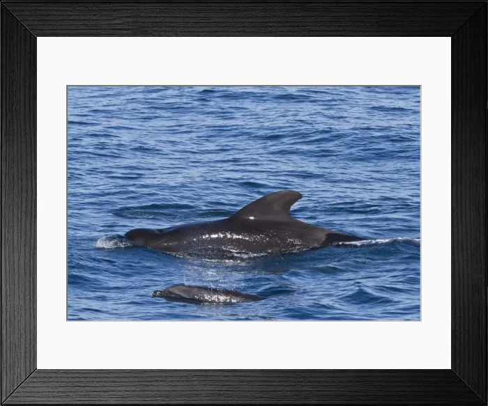 Framed Print : Short-finned pilot whale (Globicephala macrorhynchus) and bottlenose dolphin (Tursiops truncatus), Isla San Pedro Martir, Gulf of California (Sea of Cortez), Baja California Norte, Mexico, North America Framed Print : Short-finned pilot whale (Globicephala macrorhynchus) and bottlenose dolphin (Tursiops truncatus), Isla San Pedro Martir, Gulf of California (Sea of Cortez), Baja California Norte, Mexico, North America