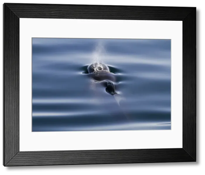 Framed Print : Short-finned pilot whale (Globicephala macrorhynchus), Isla San Pedro Martir, Gulf of California (Sea of Cortez), Baja California Norte, Mexico, North America Framed Print : Short-finned pilot whale (Globicephala macrorhynchus), Isla San Pedro Martir, Gulf of California (Sea of Cortez), Baja California Norte, Mexico, North America