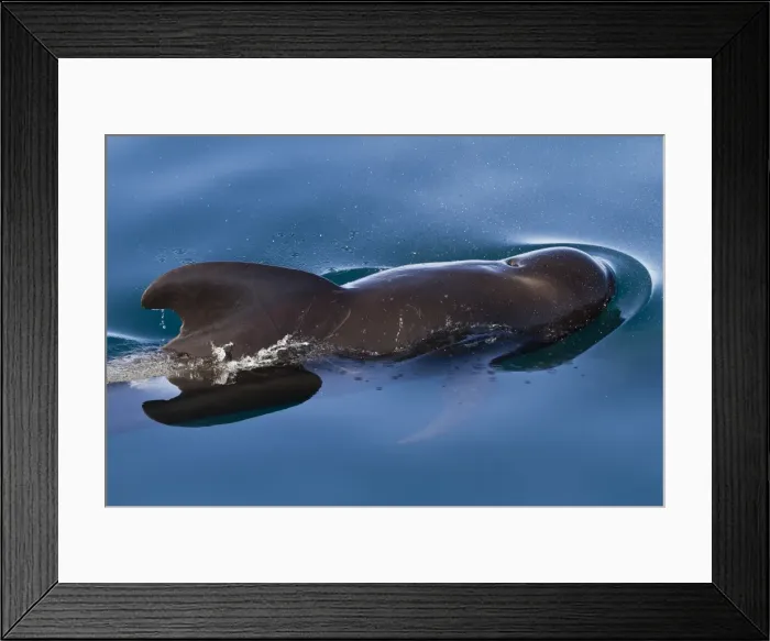 Framed Print : Short-finned pilot whale (Globicephala macrorhynchus), Isla San Pedro Martir, Gulf of California (Sea of Cortez), Baja California Norte, Mexico, North America Framed Print : Short-finned pilot whale (Globicephala macrorhynchus), Isla San Pedro Martir, Gulf of California (Sea of Cortez), Baja California Norte, Mexico, North America