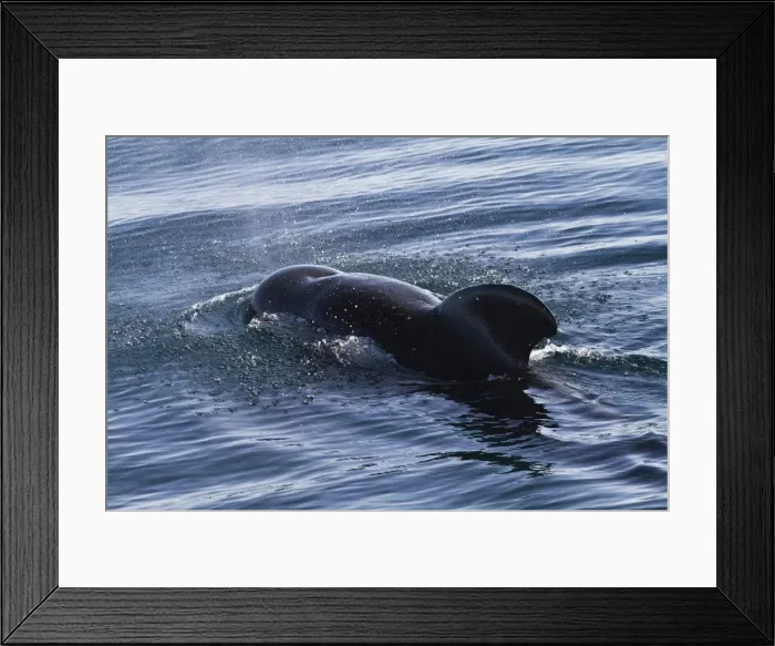 Framed Print : Short-finned pilot whale (Globicephala macrorhynchus), Isla San Pedro Martir, Gulf of California (Sea of Cortez), Baja California Norte, Mexico, North America Framed Print : Short-finned pilot whale (Globicephala macrorhynchus), Isla San Pedro Martir, Gulf of California (Sea of Cortez), Baja California Norte, Mexico, North America
