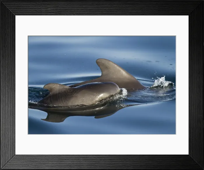 Framed Print : Short-finned pilot whale (Globicephala macrorhynchus) cow and calf, Isla San Pedro Martir, Gulf of California (Sea of Cortez), Baja California Norte, Mexico, North America Framed Print : Short-finned pilot whale (Globicephala macrorhynchus) cow and calf, Isla San Pedro Martir, Gulf of California (Sea of Cortez), Baja California Norte, Mexico, North America