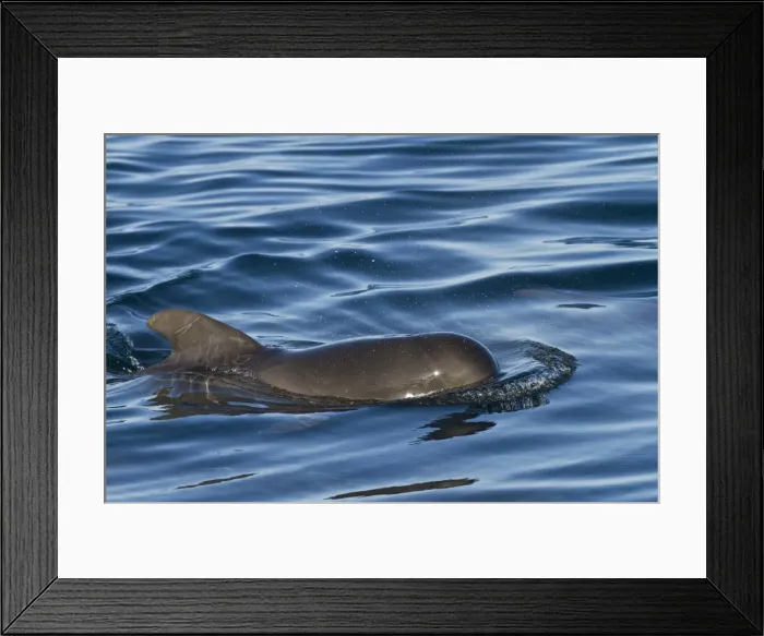 Framed Print : Short-finned pilot whale (Globicephala macrorhynchus) calf, Isla San Pedro Martir, Gulf of California (Sea of Cortez), Baja California Norte, Mexico, North America Framed Print : Short-finned pilot whale (Globicephala macrorhynchus) calf, Isla San Pedro Martir, Gulf of California (Sea of Cortez), Baja California Norte, Mexico, North America