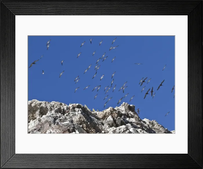 Framed Print : Wheeling birds, Isla San Pedro Martir, Gulf of California (Sea of Cortez), Baja California, Mexico, North America Framed Print : Wheeling birds, Isla San Pedro Martir, Gulf of California (Sea of Cortez), Baja California, Mexico, North America