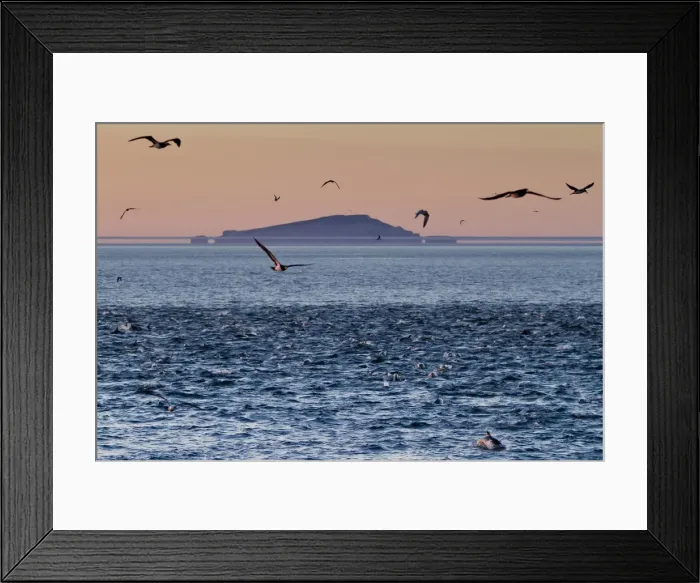 Framed Print : Sunrise fata morgana (mirage) with dolphins and birds, Isla San Pedro Martir, Gulf of California (Sea of Cortez), Baja California, Mexico, North America Framed Print : Sunrise fata morgana (mirage) with dolphins and birds, Isla San Pedro Martir, Gulf of California (Sea of Cortez), Baja California, Mexico, North America