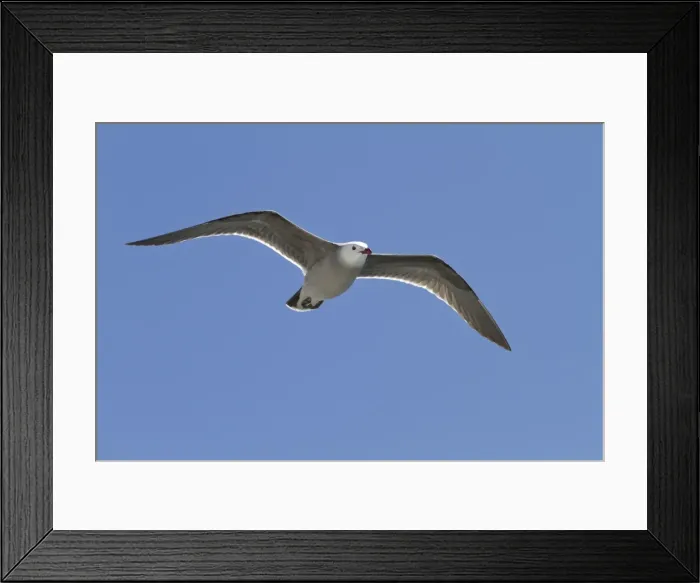 Framed Print : Heermanns gull (Larus heermanni), Isla Rasa, Gulf of California (Sea of Cortez), Mexico, North America Framed Print : Heermanns gull (Larus heermanni), Isla Rasa, Gulf of California (Sea of Cortez), Mexico, North America