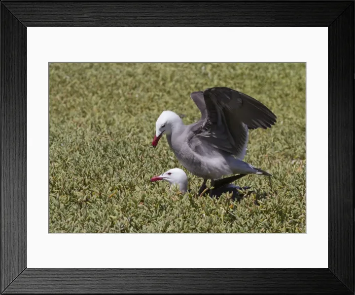 Framed Print : Heermanns gulls (Larus heermanni) mating, Isla Rasa, Gulf of California (Sea of Cortez), Mexico, North America Framed Print : Heermanns gulls (Larus heermanni) mating, Isla Rasa, Gulf of California (Sea of Cortez), Mexico, North America