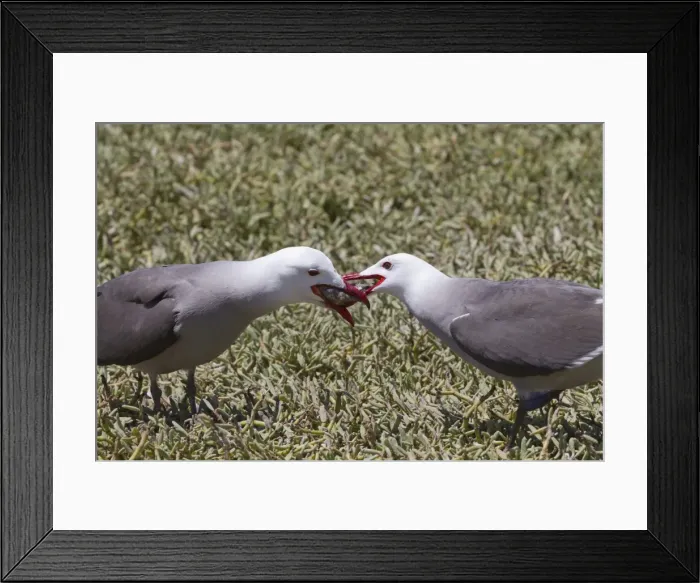 Framed Print : Heermanns gull (Larus heermanni) male feeding female, Isla Rasa, Gulf of California (Sea of Cortez), Mexico, North America Framed Print : Heermanns gull (Larus heermanni) male feeding female, Isla Rasa, Gulf of California (Sea of Cortez), Mexico, North America