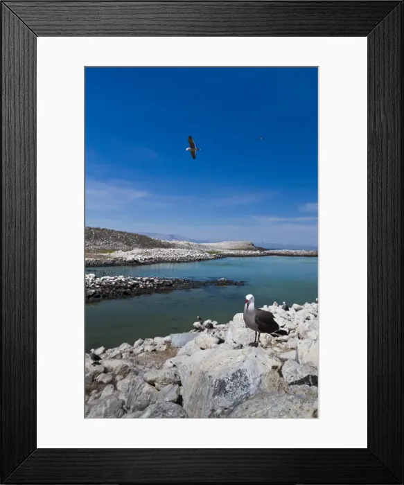 Framed Print : Heermanns gulls (Larus heermanni), Isla Rasa, Gulf of California (Sea of Cortez), Mexico, North America Framed Print : Heermanns gulls (Larus heermanni), Isla Rasa, Gulf of California (Sea of Cortez), Mexico, North America