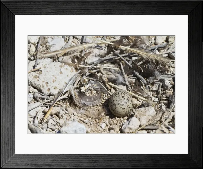Framed Print : Heermanns gull (Larus heermanni) nest with egg, Isla Rasa, Gulf of California (Sea of Cortez), Mexico, North America Framed Print : Heermanns gull (Larus heermanni) nest with egg, Isla Rasa, Gulf of California (Sea of Cortez), Mexico, North America