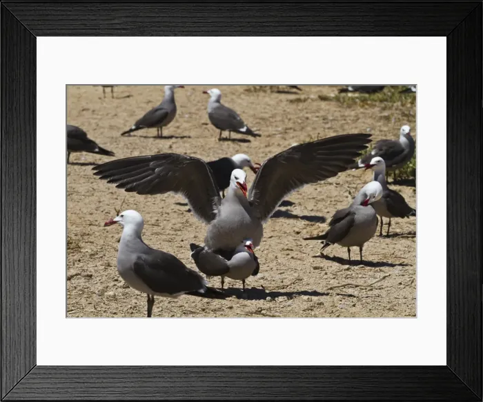 Framed Print : Heermanns gulls (Larus heermanni) mating, Isla Rasa, Gulf of California (Sea of Cortez), Mexico, North America Framed Print : Heermanns gulls (Larus heermanni) mating, Isla Rasa, Gulf of California (Sea of Cortez), Mexico, North America