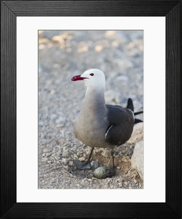 Framed Print : Heermanns gull (Larus heermanni) adult with egg, Isla Rasa, Gulf of California (Sea of Cortez), Mexico, North America Framed Print : Heermanns gull (Larus heermanni) adult with egg, Isla Rasa, Gulf of California (Sea of Cortez), Mexico, North America