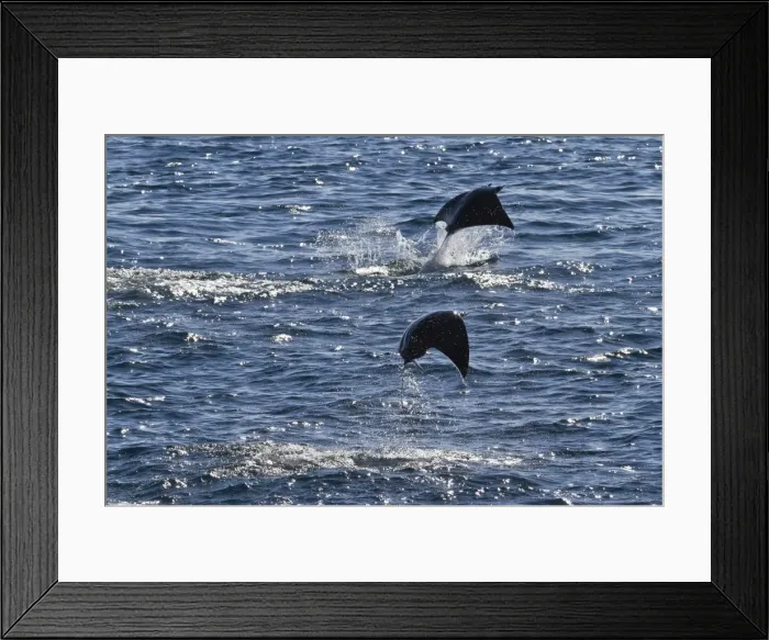 Framed Print : Adult spinetail mobula (Mobula japanica) leaping, Isla Espiritu Santo, Gulf of California (Sea of Cortez), Baja California Sur, Mexico, North America Framed Print : Adult spinetail mobula (Mobula japanica) leaping, Isla Espiritu Santo, Gulf of California (Sea of Cortez), Baja California Sur, Mexico, North America