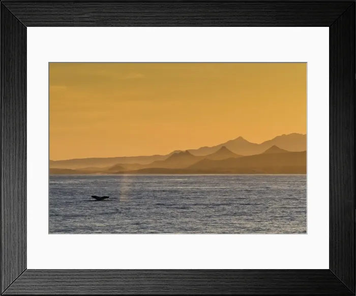 Framed Print : Humpback whale (Megaptera novaeangliae) flukes, Gulf of California (Sea of Cortez), Baja California Sur, Mexico, North America Framed Print : Humpback whale (Megaptera novaeangliae) flukes, Gulf of California (Sea of Cortez), Baja California Sur, Mexico, North America