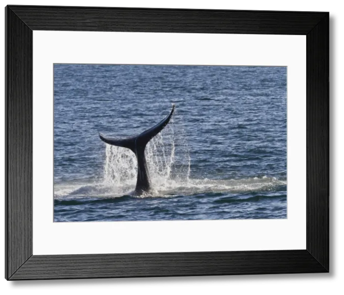 Framed Print : Humpback whale (Megaptera novaeangliae) tail slap, Gulf of California (Sea of Cortez), Baja California Sur, Mexico, North America Framed Print : Humpback whale (Megaptera novaeangliae) tail slap, Gulf of California (Sea of Cortez), Baja California Sur, Mexico, North America