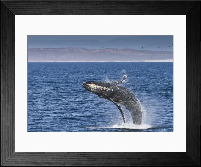 Framed Print : Humpback whale (Megaptera novaeangliae) breach, Gulf of California (Sea of Cortez), Baja California Sur, Mexico, North America Framed Print : Humpback whale (Megaptera novaeangliae) breach, Gulf of California (Sea of Cortez), Baja California Sur, Mexico, North America