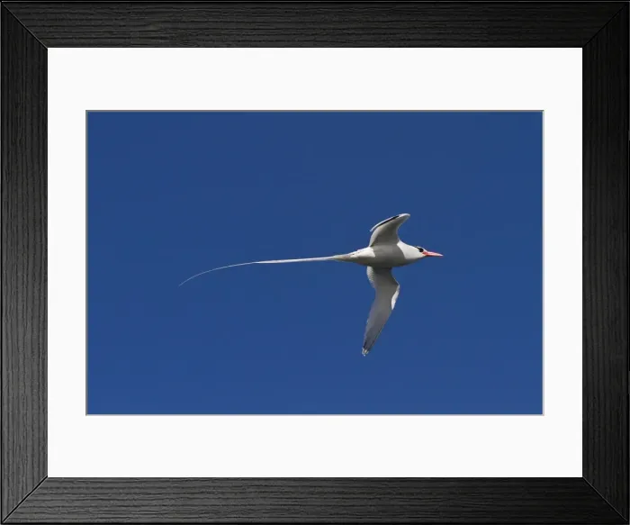 Framed Print : Adult red-billed tropicbird (Phaethon aethereus), Isla San Pedro Martir, Gulf of California (Sea of Cortez), Baja California, Mexico, North America Framed Print : Adult red-billed tropicbird (Phaethon aethereus), Isla San Pedro Martir, Gulf of California (Sea of Cortez), Baja California, Mexico, North America