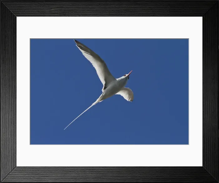 Framed Print : Adult red-billed tropicbird (Phaethon aethereus), Isla San Pedro Martir, Gulf of California (Sea of Cortez), Baja California, Mexico, North America Framed Print : Adult red-billed tropicbird (Phaethon aethereus), Isla San Pedro Martir, Gulf of California (Sea of Cortez), Baja California, Mexico, North America