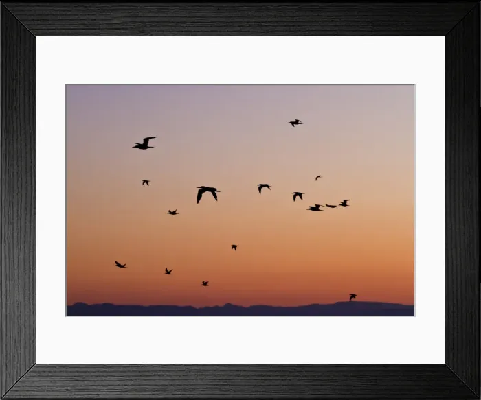 Framed Print : Blue-footed boobies (Sula nebouxii), southern Gulf of California (Sea of Cortez), Baja California Sur, Mexico, North America Framed Print : Blue-footed boobies (Sula nebouxii), southern Gulf of California (Sea of Cortez), Baja California Sur, Mexico, North America