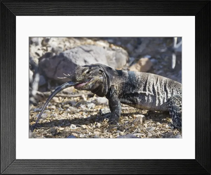 Framed Print : San Esteban spiny-tailed iguana (Ctenosaura conspicuosa) eating smaller lizard, Isla San Esteban, Gulf of California (Sea of Cortez), Baja California, Mexico, North America Framed Print : San Esteban spiny-tailed iguana (Ctenosaura conspicuosa) eating smaller lizard, Isla San Esteban, Gulf of California (Sea of Cortez), Baja California, Mexico, North America